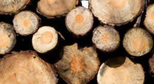 NORSKOG har sendt høringsuttalelse til Landbruks- og matdepartementet angående forslag om implementering av EUs tømmerforordning.