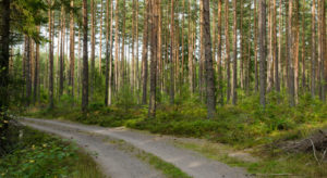 NORSKOG har etterlyst retningslinjer om hvordan skogveglag skal håndteres skattemessig. Vi har nå fått svar fra Skatteetaten med retningslinjer for årets ligning.