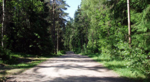 Skogsvei: 65 prosent av den hogstmodne skogen i for eksempel Trøndelag står på INON arealer, og mangler veidekning for å utløse fornybare råstoffer. Les Gaute Nøkleholm sin kronikk her.