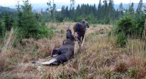 Et av de største viltmottakene i regionen fikk for noen uker siden beskjed om at Mattilsynet i Hedmark og Oppland ikke vil utføre kontroll av viltkjøtt i helgene i år. NORSKOG har henvendt seg til Mattilsynet og bedt om at de rydder opp.