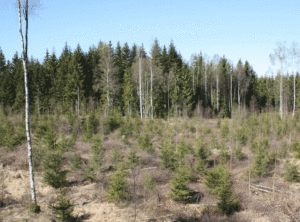 Ja till aktivt skogsbruk och ja till tillväxt i EU:s bioekonomi.