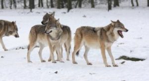 Hovedbudskapet i brevet er at ulveforliket vedtatt av Stortinget våren 2016 må gjennomføres og at bestandsmålet for ulv i Norge må overholdes.