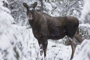 En tverrfaglig gruppe forskere fra NTNU, NINA og NIBIO har lansert en ny nettside om forskning og forvaltning av elg- og skogøkosystemer i Norge. De er på utkikk etter personer som har en eller annen form for interesse for temaet og kan få en nytte av en slik side.