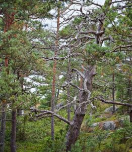 Arealet med gammel skog øker. Det viser tall fra en ny NIBIO-rapport om miljøtilstanden i de norske skoger.