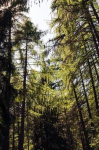 En ny rapport fra NIBIO Landsskogtakseringen gir nøyaktig oversikt over skogen i hele Norge – inkludert Finnmark. Målinger fra over 22 000 prøveflater viser at mengden tømmer øker – men ikke like raskt som tidligere