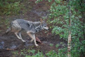 Høyre mener regjeringens forslag om en ny rovviltklagenemnd og opposisjonens to ulveforslag må sees i sammenheng. De håper å få til en avtale med Frp.