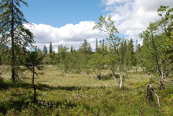 NORSKOG mener at systemet med «helhetlige forvaltningsplaner» er svært uhensiktsmessig og at økosystemet våtmark hensyntas på en god måte i Norsk PEFC skogstandard.