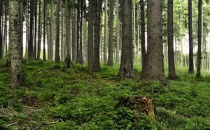 Høyre-landsmøtet i mars skal ta stilling til et forslag om å tillate storstilt planting av trær med høy evne til CO2-opptak for å berge klimaet. Det betyr å endre naturmangfoldloven. Det betyr at sitkagrana blir høyaktuell som «karbonstøvsuger» på de rette områdene.