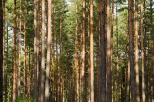 Nobio, Norges Skogeierforbund og NORSKOG har skrevet et notat om hvordan norsk næringsliv generelt og industrien spesielt kan bidra med for å nå klimamålene.