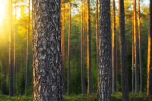 Det står 978 millioner kubikkmeter tømmer i skogene våre.