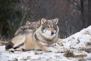 Klima- og miljødepartementet ber nå Miljødirektoratet om en faglig vurdering av hvordan den genetisk viktige ulven i Deisjøriviret kan flyttes. – Det er særs uheldig om den såkalla Elgå-ulven blir skoten, sier klima- og miljøminister Sveinung Rotevatn (V).