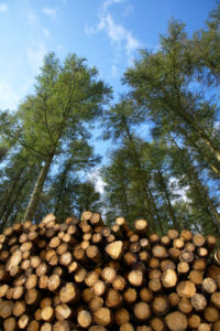 NORSKOGs webinar om eiendomsretten viste at utfordringene i Norge og Sverige har mye til felles når det gjelder skogbruket.