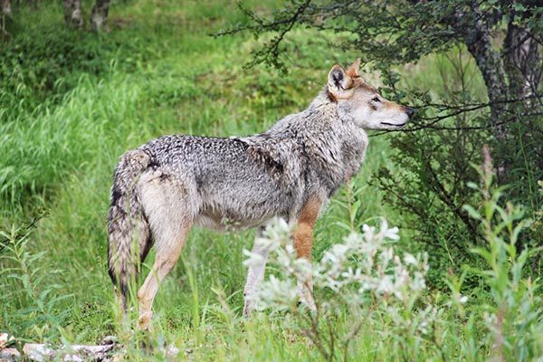 I Naturbruksalliansens innspill til regjeringsforhandlingene understreker de behovet for følge opp bestandsmålet for ulv.