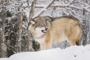 Statsforvalteren i Oslo og Viken innstiller på at de tre ulverevirene Mangen, Hornmoen og Rømskog skal kunne tas ut under vinterens lisensfelling. Ei kvote på inntil 24 dyr anses som i utgangspunktet tilstrekkelig for å ta ut de tre revirene