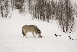 Regjeringen anker dommen om lisensfelling av ulv til Høyesterett. Dersom anken ikke vinner fram, vil Fremskrittspartiet foreslå å endre loven.