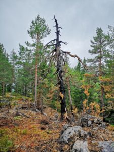 Metsä Group och Dasos anskaffar värdefulla naturobjekt för Metsä Groups ägarmedlemmar som är intresserade av FSC