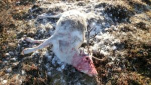 Ulv herjer i Finnmark. For hver dag som går, øker antallet drepte dyr.NB! Advarsel om sterke bilder.Det er svært uvanlig med ulveangrep i Finnmark.