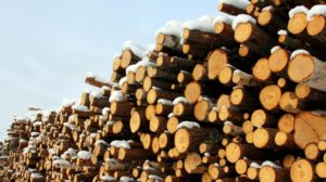 Hvordan kan tømmerressursene utnyttes best mulig? I dag går mesteparten av tømmerstokken enten til papirproduksjon, trelast eller bioenergi. Men tømmeret inneholder sukkerforbindelser som kan brukes til mye mer.