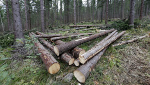 Klimaavtalen med EU innebærer en stor trussel mot skogbruket og norsk skog- og klimapolitikk, advarer Skogeierforbundet. – Full forvirring, sier Marit Arnstad (Sp).