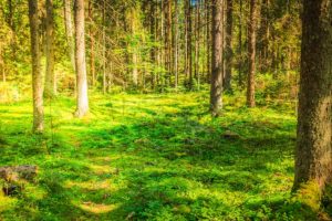 Stora Enso och Forest Stewardship Council (FSC) har tecknat ett internationellt partnerskapsavtal som etablerar ett långsiktigt strategiskt samarbete för att utveckla och främja hållbart skogsbruk.