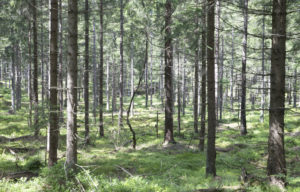 Regjeringen har satt seg som mål å verne 10 prosent av skogen i Norge, men er foreløpig knapt halvveis på veien.