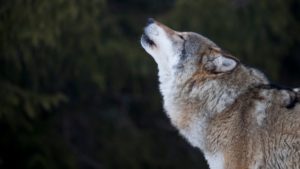 Det er dokumentert både et nytt valpekull og et nytt ulverevir i ulvesona. Det kommer fram i en statusrapport som Rovdata legger fram på ulvebestanden neste uke.