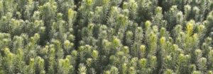 Svenska PEFC har beslutat att plantor behandlade med kemiska insekticider inte får användas i det certifierade skogsbruket efter 2019.