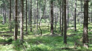 Skogeierne i distriktet har spennende dager. Tidlig i juni velger skogeierne representanter til et ekstraordinært årsmøte 18. juni som skal ta stilling til sammenslåing av Mjøsen Skog SA og Glommen Skog SA. Et lite mindretall kan velte fusjonsplanene.