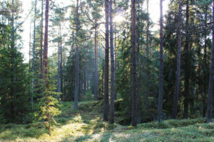 Gysinge Skog, Hällefors Tierp Skogar och Kopparfors Skogar är nya skogsbolag som har bildats i och med delningen av Bergvik Skog. De nya bolagen certifierar sitt skogsbruk enligt PEFC-standarden.