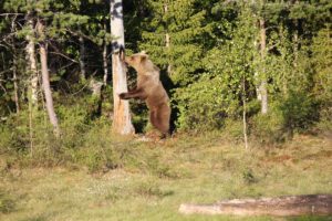 DEL Fremover: Det var torsdag i forrige uke at den svenske elgjegeren Erik Johansson (24) ble angrepet av bjørn i Vittangi i Kiruna.