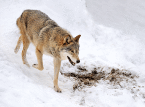 Naturbruksalliansen inviterer til ulveseminar på Norsk Skogmuseum 19. september kl. 18.00 - 20.30. Temaet er 