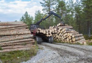 Skogsavverkningen i Sverige väntas öka under 2019 till 94 miljoner skogskubikmeter brutto. Om prognosen står sig blir det den högsta siffran sedan 2007.