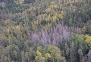 Begränsningen av brukanderätten är negativ för miljön och ogynnsam för skogsägare, skriver Tage Andersson.