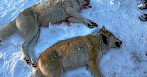 Rovviltnemndene i Hedmark og i Oslo, Akershus og Østfold opprettholder sitt vedtak om å skyte alle ulvene i tre revirer innenfor ulvesonen og 12 ulver utenfor.