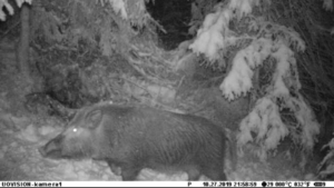 For første gang er et vilt villsvin observert i Trøndelag. Et viltkamera i Rognes i Midtre-Gauldal fanget et villsvin på kamera i natt. To jaktlag leter etter villsvinet.