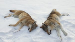 Statens naturoppsyn brukte kun ti minutter på å felle to ulver som det tidligere i dag ble gitt fellingstillatelse på i Rendalen Østfjell.