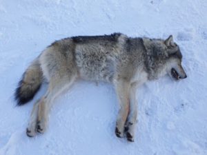 Det ble nylig registrert en genetisk verdifull ulv nord i Hedmark utenfor ulvesonen. Det er viktig å unngå felling av slike ulver for å bedre ulvebestandens genetiske situasjon. Ulven ble derfor merket og flyttet innenfor ulvesonen av Miljødirektoratet 14. november i år.