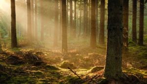 Skogsstyrelsens förslag att sluta registrera nyckelbiotoper vid avverkningsanmälningar har mött massiv kritik från flera miljöorganisationer och länsstyrelser. Tidigare i höst skickades förslaget ut på remiss och nu har synpunkter samlats in hos myndigheten.