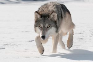 Nok en gang stanser miljøforvaltningen lisensfellingen av ulv i store områder, bare timer før jakta skal starte. NJFF mener det legges kjelker i veien for en effektiv ulveforvaltning i tråd med Stortingets intensjoner.