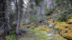 Kunnskap om naturverdiene er en forutsetning for et bærekraftig skogbruk. Denne kunnskapen har ikke skogbruket i Norge. Naturmangfoldet blir taperen.