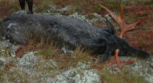 Jakttida for elg og hjort utvides i 15 kommuner i og rundt Nordfjella villreinområde de kommende to årene. Målet er å redusere tettheten av hjortevilt, for å hindre smitte av skrantesjuke.
