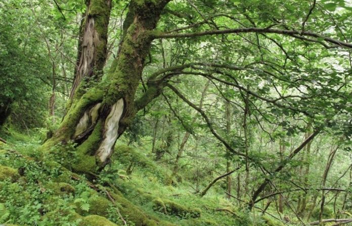 – Skogvern er eit svært viktig tiltak for å bevare norsk naturmangfald. Det finst ni truga naturtypar og meir enn 1100 truga arter i skogane i Noreg.