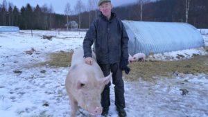 ÅSNES (NRK): Grisebonde Heinrich Jung frykter for griseflokken sin om det blir enda flere villsvin i Norge.