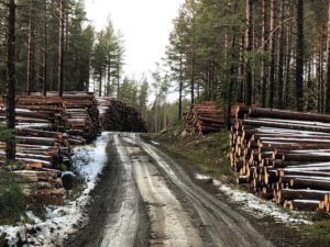 Fylkesmannen i Oslo og Viken er ute med et nytt nummer av Fylkesnytt, blant annet med en artikkel om en felles handlingsplan for skogbruk i Oslo og Viken.