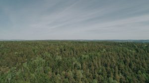 BEDRE ENN FRYKTET: Den norske skogen klarte seg bra gjennom 2019, med få klimaskader og langt færre branner enn året før. Foto: Jørgen Nordby/Skogbrand