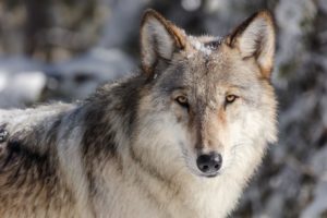 I løpet av januar skal NOAH saksøke staten for å få stoppet ulvejakt i ulvesonen.