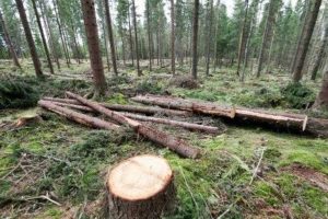 Statistikken viser hvor mye tømmer som hogges for salg av ulike treslag og sortimenter, og hvilke priser skogeierne oppnår.