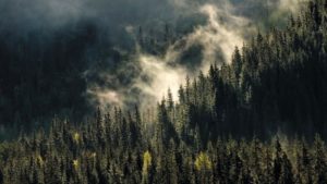 Nå skal det forskes mer på norsk skog- og trenæring. Forskningsprosjektene skal gi ny og bedre kunnskap for å styrke skogens rolle i klimaarbeidet, og om bruk av skogråstoff for grønn omstilling.