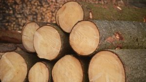 Skogeierne solgte 11 millioner kubikkmeter tømmer til industriformål i 2019. Det er 181 000 kubikkmeter mer enn året før.