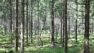 Fotosyntesen og skogbruket kan løse klodens klimakrise. Ved å nyttegjøre uutnyttet biomasse i skogbruket og halm etc. i landbruket kan store mengder karbon fanges og lagres sikkert for ettertiden.